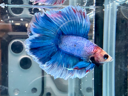 * Betta * DTHM Doubletail Halfmoon (Actual Fish) #45
