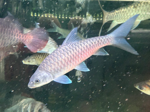 * Other Species * Tor cf. tambroides (Blue Mahseer) 25-30cm