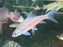 * Other Species * Tor cf. tambroides (Blue Mahseer) 25-30cm
