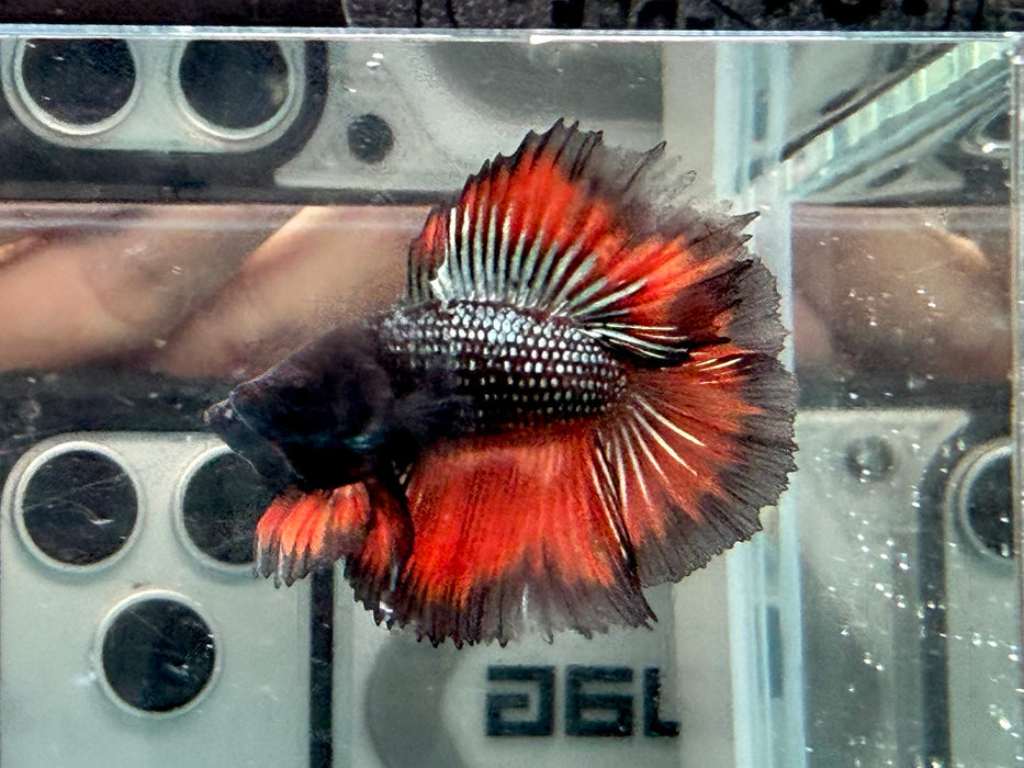 * Betta * Junior DTHM Doubletail Halfmoon (Actual Fish) #26