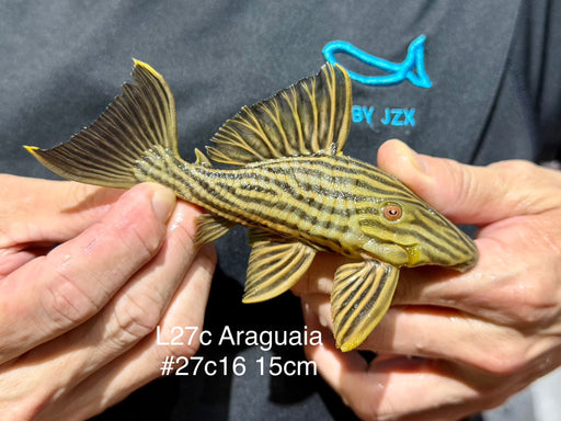 * Pleco *  Panaque armbrusteri (L27C Araguaia GOLDLINE) 15cm #27c16 (Actual piece)