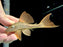* Pleco *  L137 (Blue-eyed Red Fin Pleco) 10-12cm