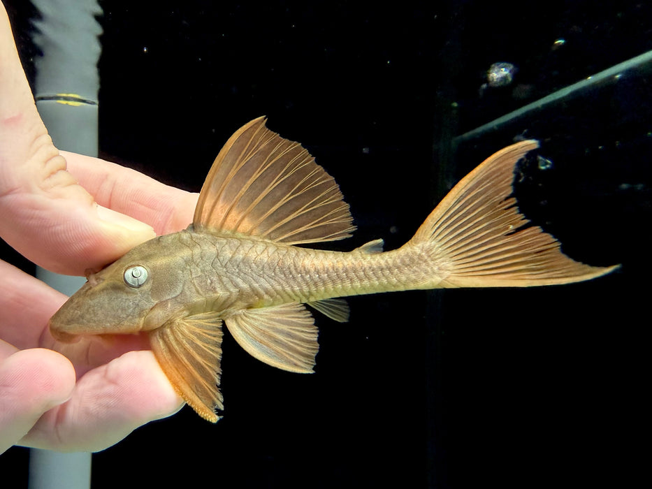 * Pleco *  L137 (Blue-eyed Red Fin Pleco) 10-12cm