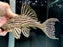 * Pleco *  Panaque armbrusteri (L27B Xingu) 22cm #27b22 (Actual piece)