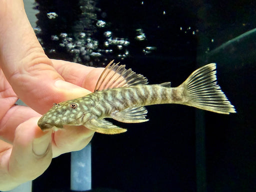 * Pleco * Guyanancistrus Brevispinis (L041) 8-13cm