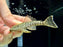 * Pleco * Guyanancistrus Brevispinis (L041) 8-13cm