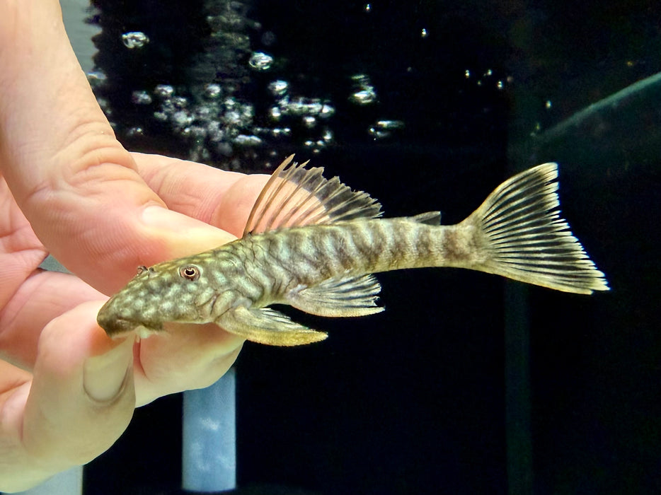 * Pleco * Guyanancistrus Brevispinis (L041) 8-13cm