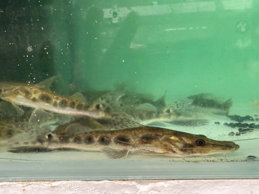 * Catfish *  Hemisorubim platyrhynchos (Porthole shovelnose catfish) 16-18cm