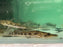* Catfish *  Hemisorubim platyrhynchos (Porthole shovelnose catfish) 16-18cm
