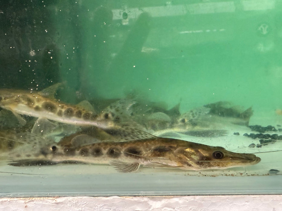 * Catfish *  Hemisorubim platyrhynchos (Porthole shovelnose catfish) 16-18cm