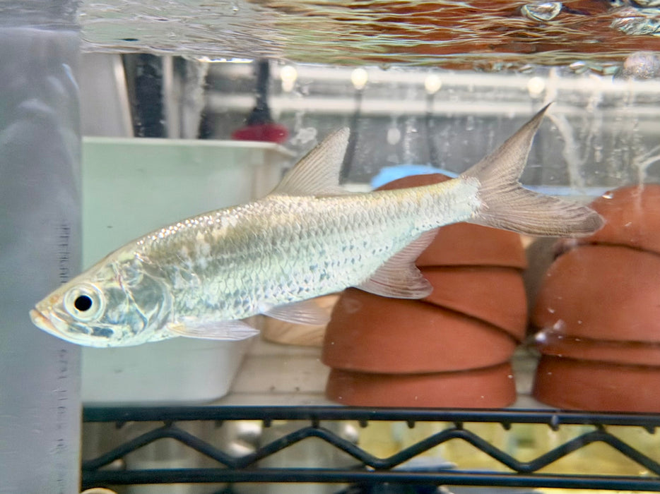 * Other Species * Megalops atlanticus  (Atlantic tarpon) 15-16cm
