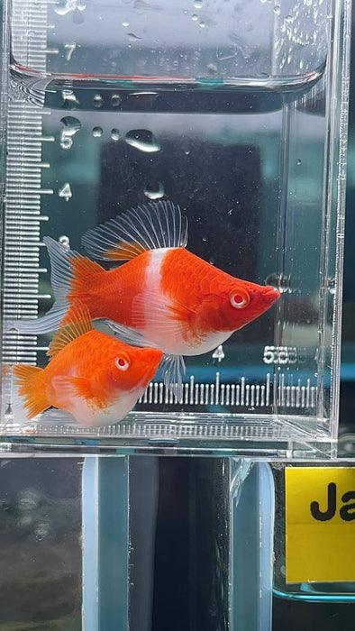 * Livebearers *  Balloon Kohaku Koi swordtail Pair