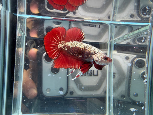 * Betta * HMPK (Actual Fish) #46