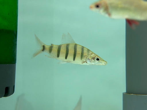 * Other Species * Distichodus Lusosso “Longsnout Distichodus” 5-7cm