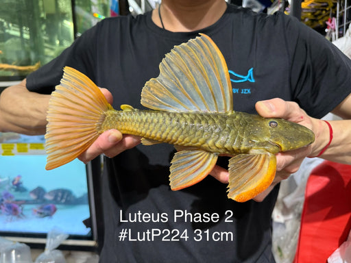 * Pleco *  Hypostomus Luteus phase 2 31cm #LUTP224 (Actual Piece)