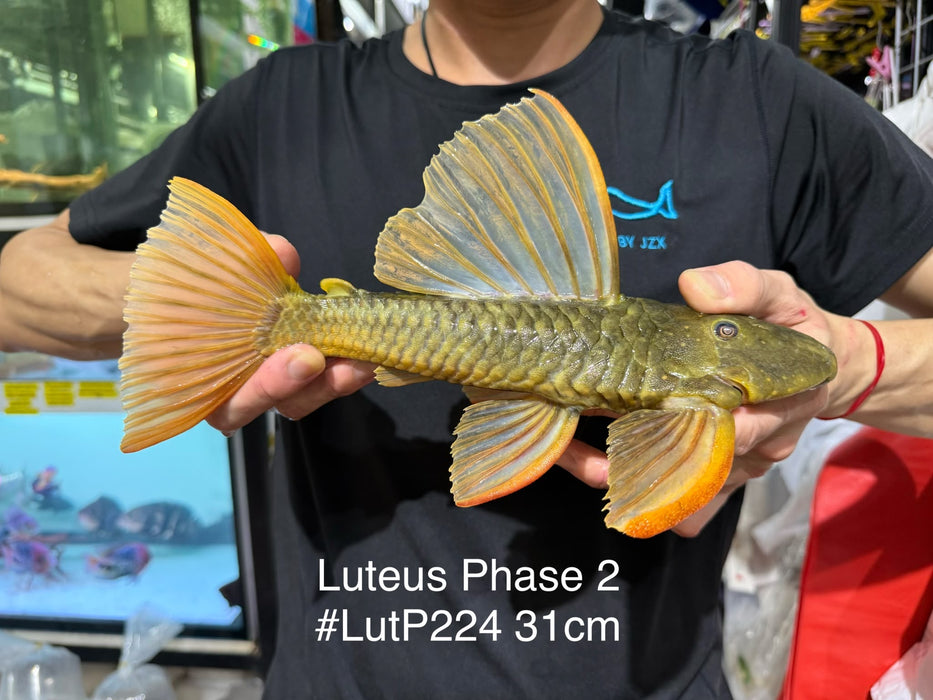 * Pleco *  Hypostomus Luteus phase 2 31cm #LUTP224 (Actual Piece)
