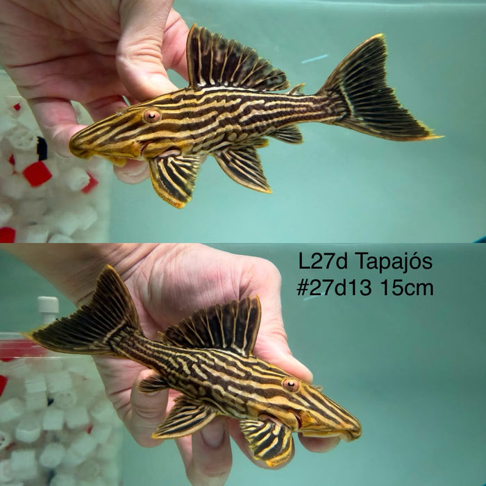 * Pleco *  Panaque armbrusteri (L27d Tapajo) 15cm #27d13 (Actual piece)