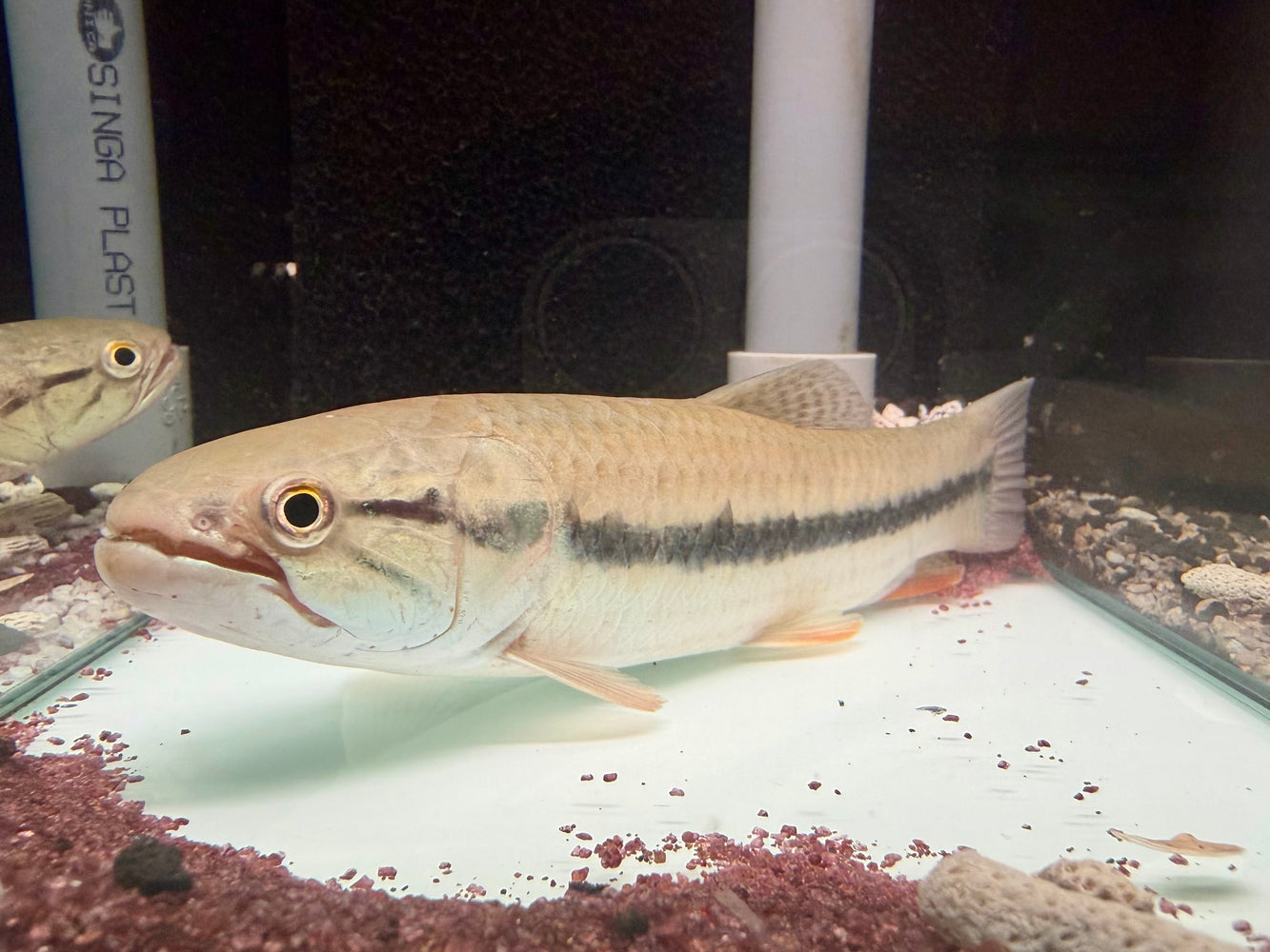 * Other Species * Hoplerythrinus Unitaeniatus “Orinoco” (Golden Wolf) 14-16cm