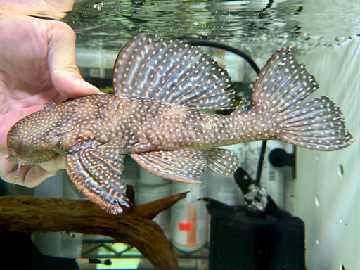 * Pleco *  L007 26cm #00701 (Actual piece)
