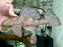 * Pleco *  L007 26cm #00701 (Actual piece)