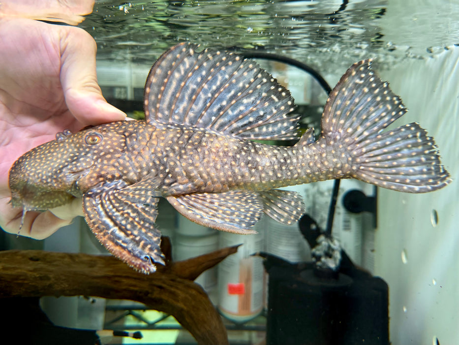 * Pleco *  L007 26cm #00701 (Actual piece)