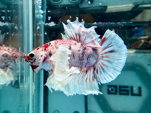 * Betta * HMPK (Actual Fish) #69