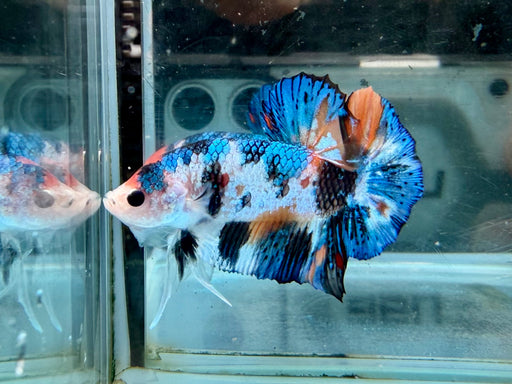 * Betta * HMPK (Actual Fish) #24