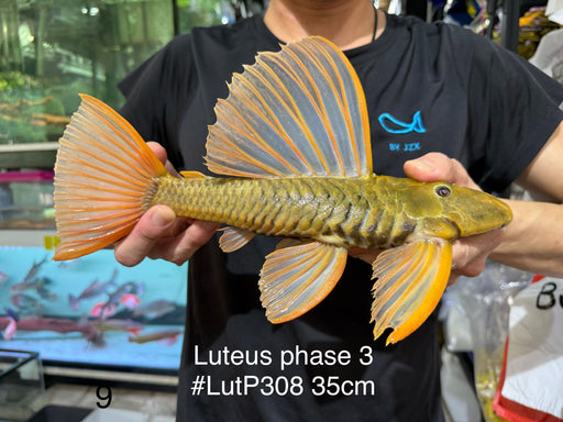 * Pleco *  Hypostomus Luteus phase 3 35cm #LUTP308 (Actual Piece)