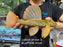 * Pleco *  Hypostomus Luteus phase 3 35cm #LUTP308 (Actual Piece)