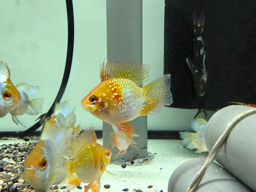* Cichlids * Balloon Ram Gold