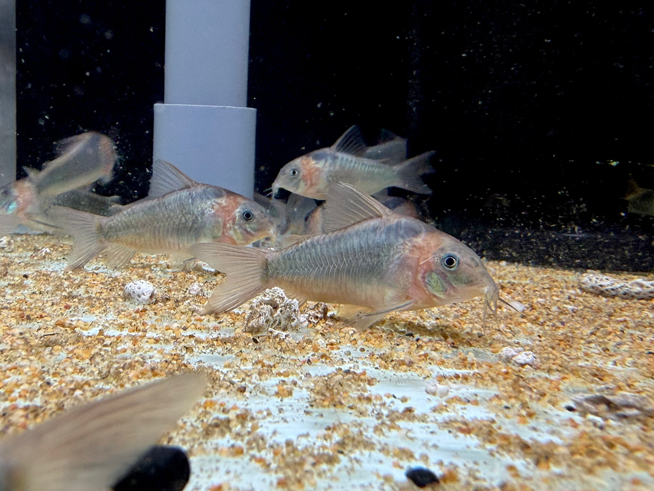 * Corydoras *  Osteogaster Eques “WILD” (Corydoras Eques) 5-6cm