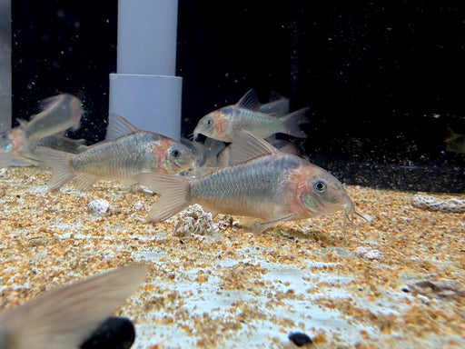 * Corydoras *  Osteogaster Eques “WILD” (Corydoras Eques) 5-6cm