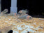 * Corydoras *  Osteogaster Eques “WILD” (Corydoras Eques) 5-6cm