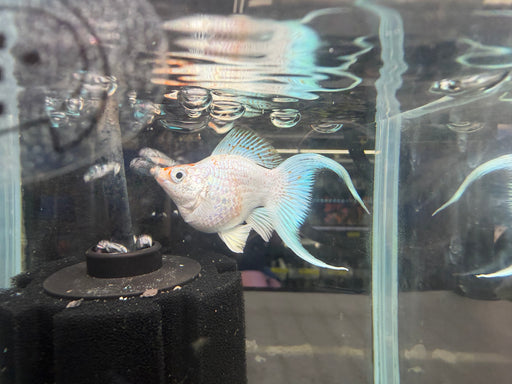 * Livebearers * Sakura Balloon Molly XL