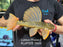 * Pleco *  Hypostomus Luteus phase 2 29cm #LUTP225 (Actual Piece)