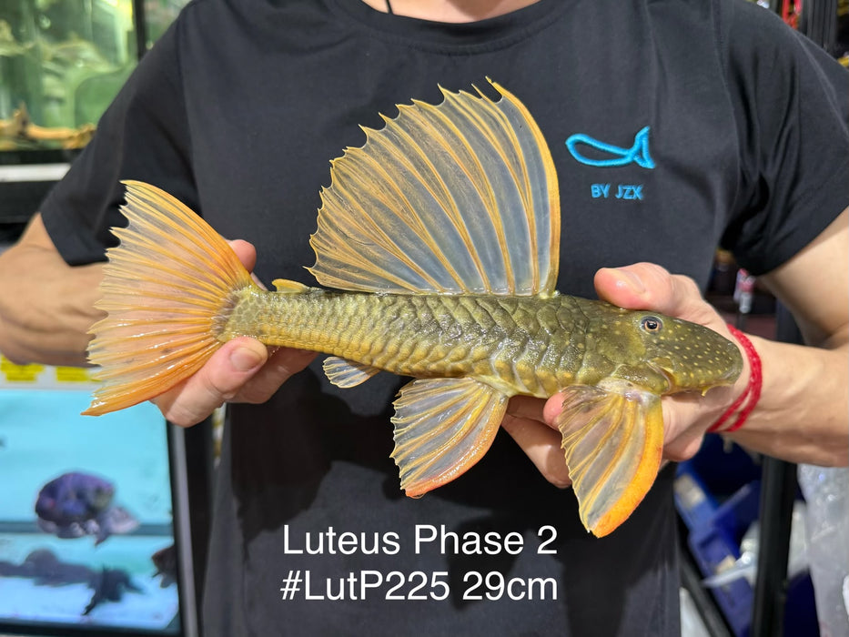 * Pleco *  Hypostomus Luteus phase 2 29cm #LUTP225 (Actual Piece)