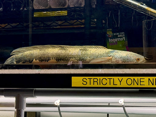 * Channa * Channa Auroflammea 58-60cm *RARE*