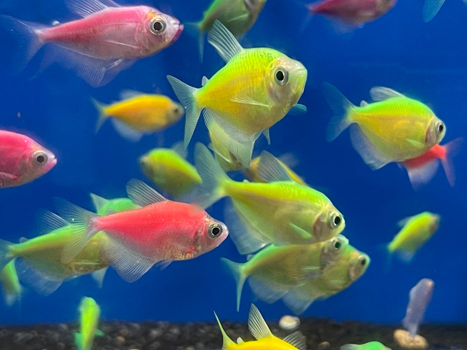 * Tetra  * Fluorescent tetras (Assorted Colours) (10 pieces)