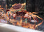 * Shrimps * Parathelphusa Ferruginea (Towuti White Leg crab)