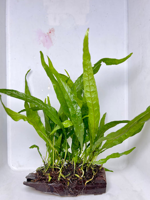 * Plants* Java Fern on wood (10x5cm)