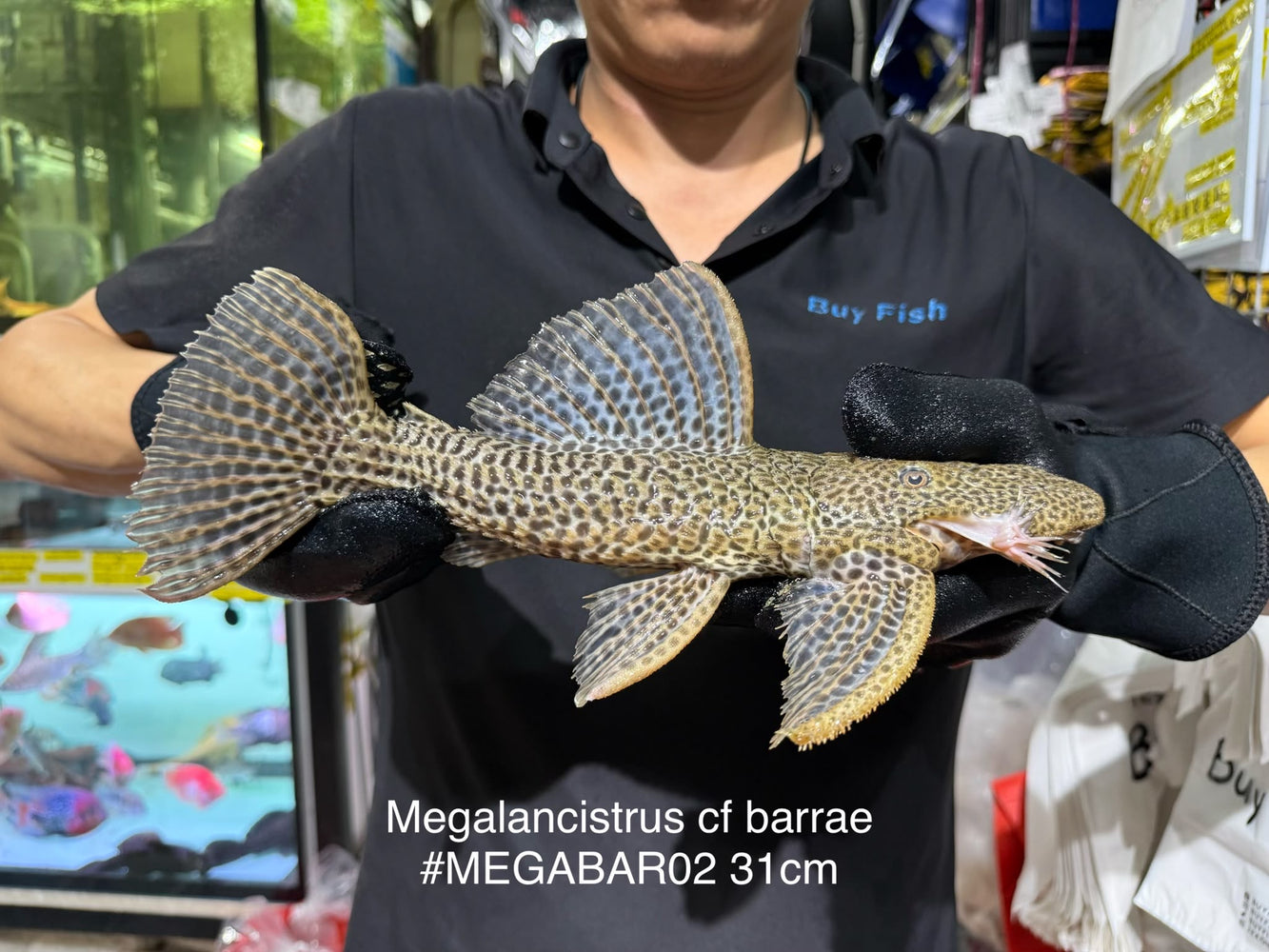 * Pleco *  Megalancistrus cf Barrae #MEGABAR02 31cm (Actual piece)