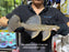 * Pleco *  Megalancistrus cf Barrae #MEGABAR02 31cm (Actual piece)