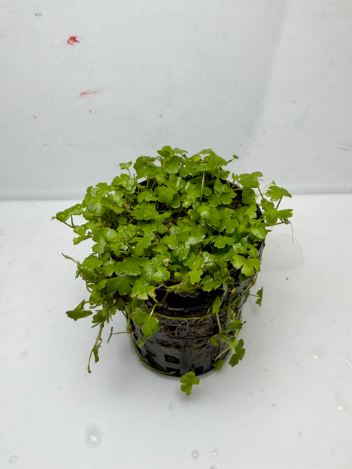 * Plants * Hydrocotyle sp. Japan (Pot) (AA)