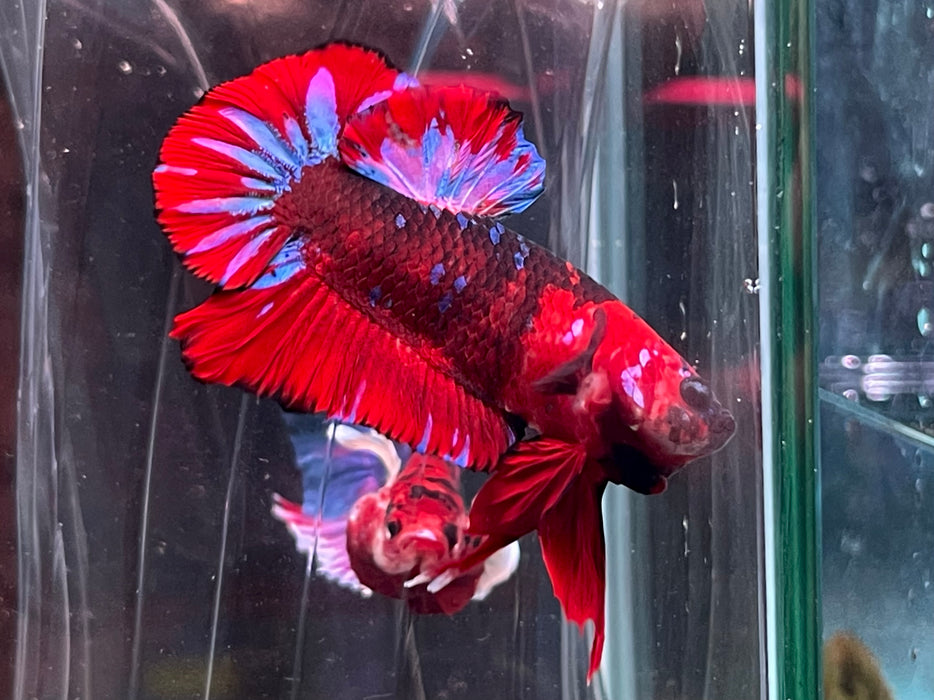 * Betta * Show Betta #B19 (Actual Fish)