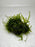 * Plants* Java Moss On Lava Rock(5cm)