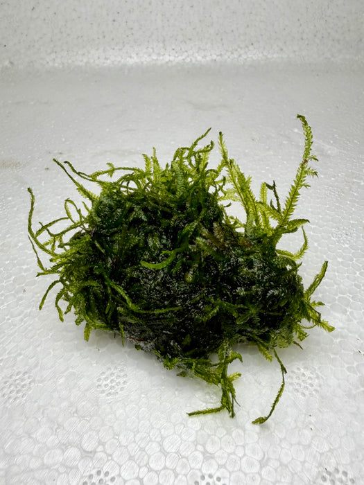 * Plants* Java Moss On Lava Rock(5cm)