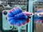 * Betta * Junior DTHM Doubletail Halfmoon (Actual Fish) #30