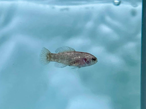 * Other Species *  Elassoma Evergladei (Pygmy Sunfish) 2-3cm