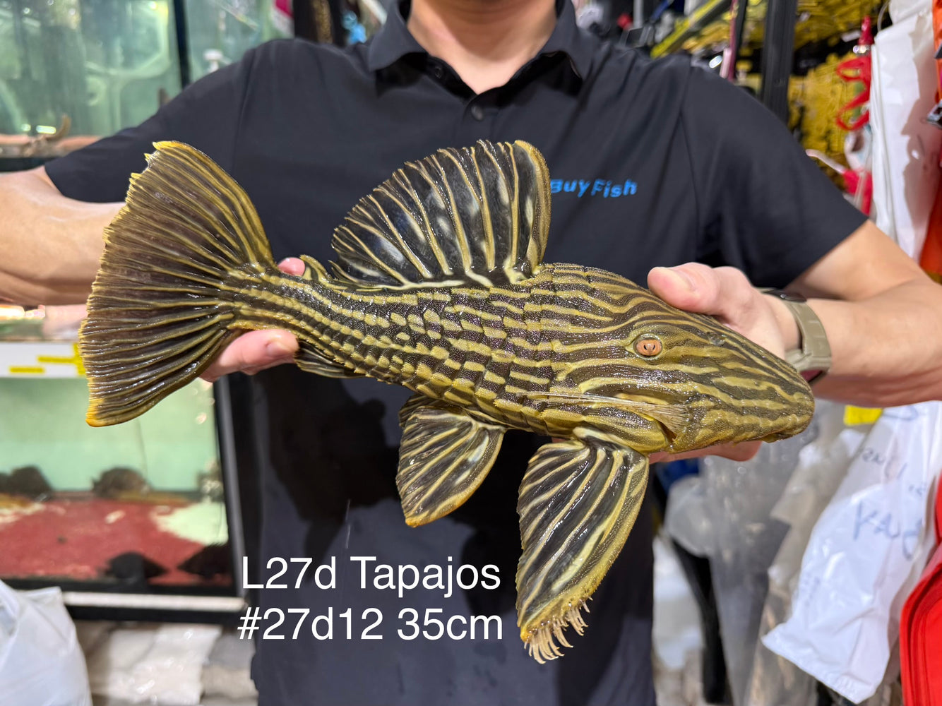 * Pleco *  Panaque armbrusteri (L27d Tapajo) 35cm #27d12 (Actual piece)