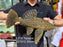 * Pleco *  Panaque armbrusteri (L27d Tapajo) 35cm #27d12 (Actual piece)